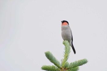 ウソ 御嶽山 2017年7月19日(水)