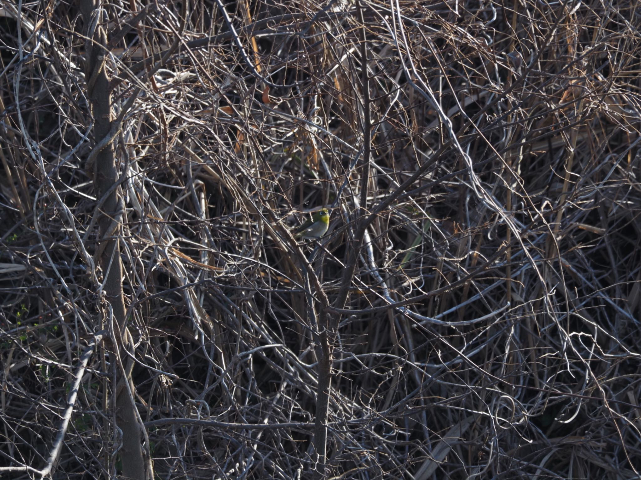 Warbling White-eye