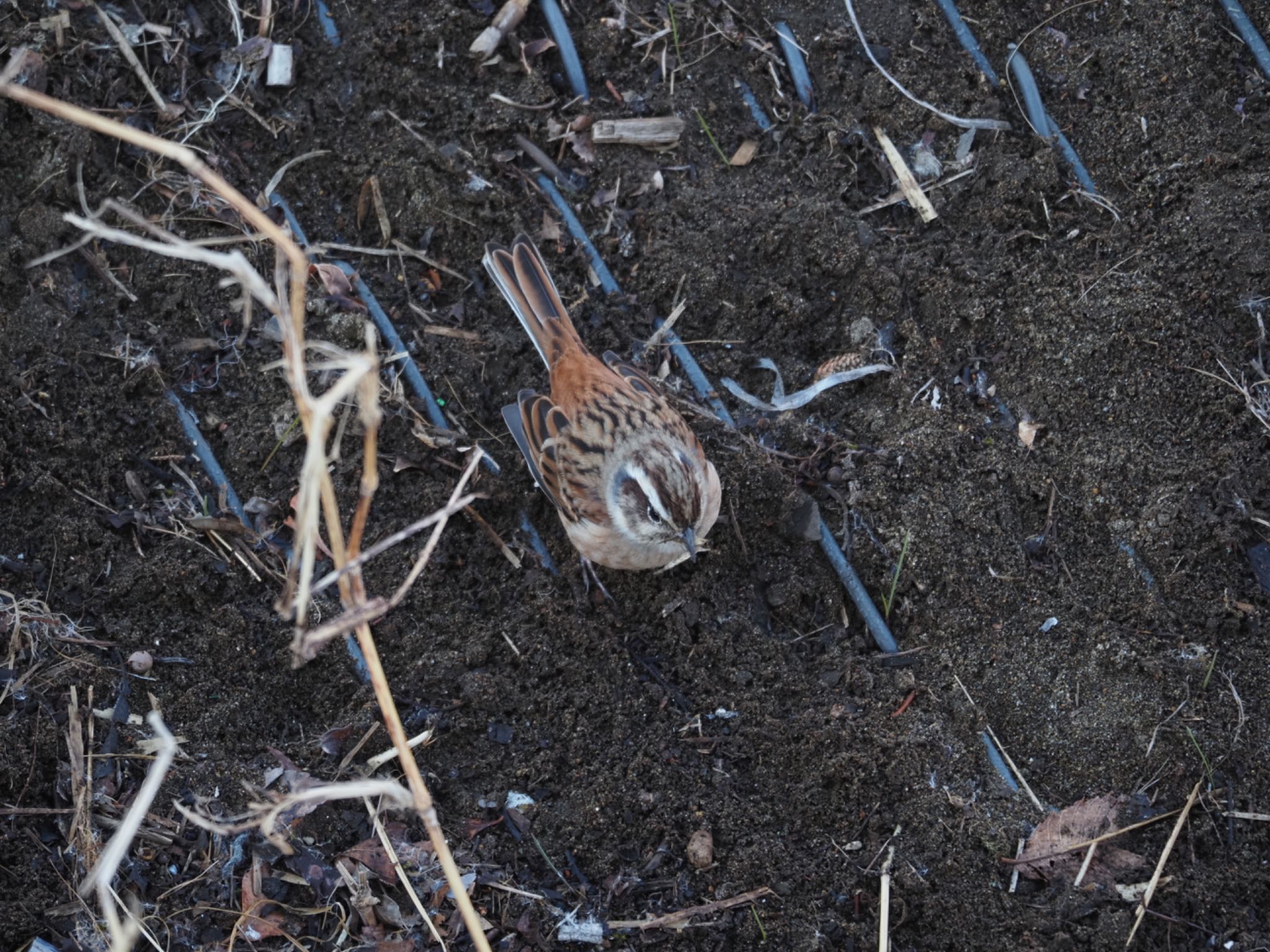 Meadow Bunting