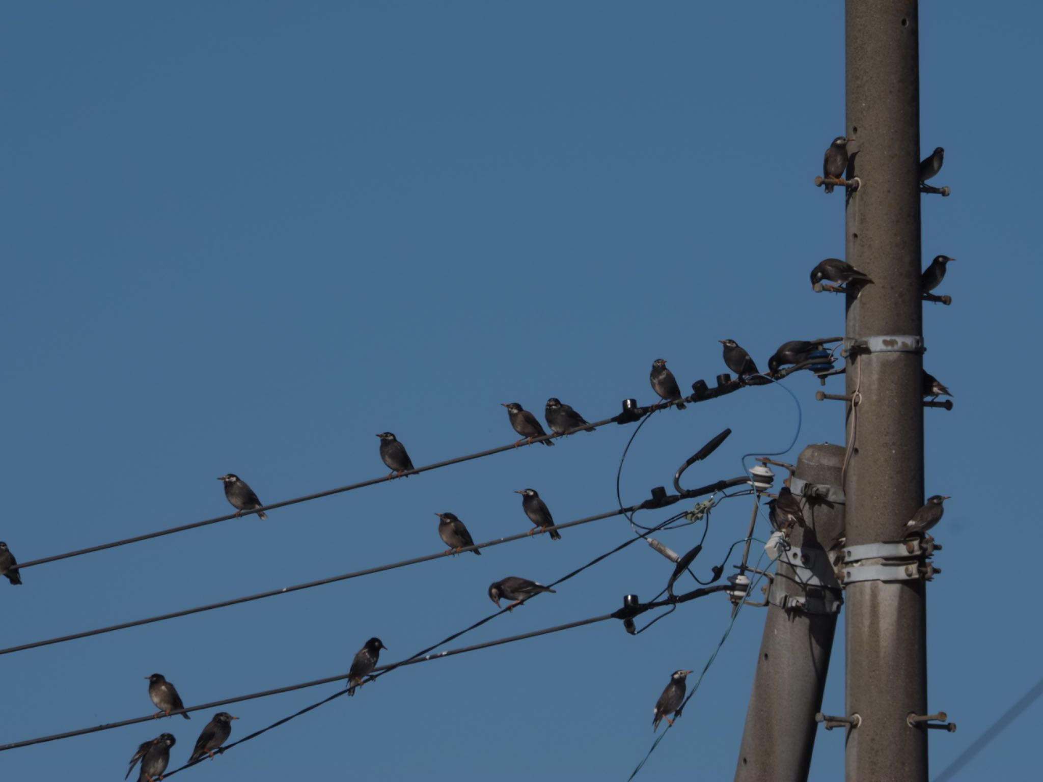 White-cheeked Starling