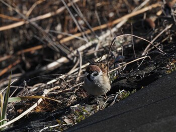 Eurasian Tree Sparrow 境川遊水地公園 Sun, 1/9/2022