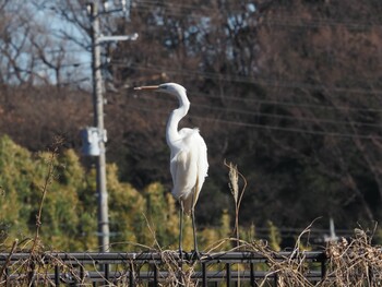 Great Egret 境川遊水地公園 Sun, 1/9/2022