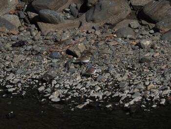 Long-billed Plover 境川遊水地公園 Sun, 1/9/2022