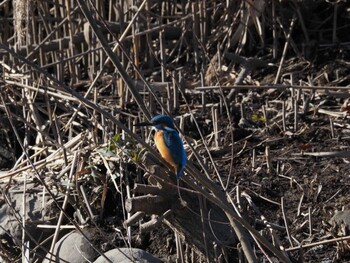 Common Kingfisher 境川遊水地公園 Sun, 1/9/2022