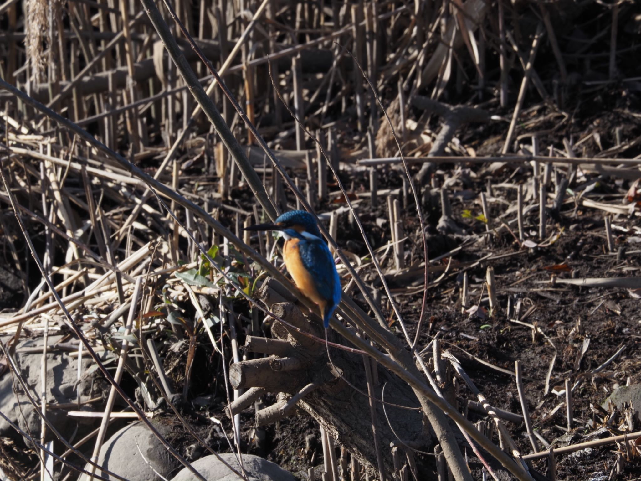 Common Kingfisher