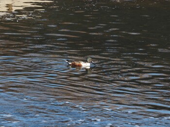 Northern Shoveler 境川遊水地公園 Sun, 1/9/2022