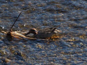 Eurasian Teal 境川遊水地公園 Sun, 1/9/2022