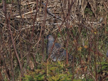 Oriental Turtle Dove 境川遊水地公園 Sun, 1/9/2022