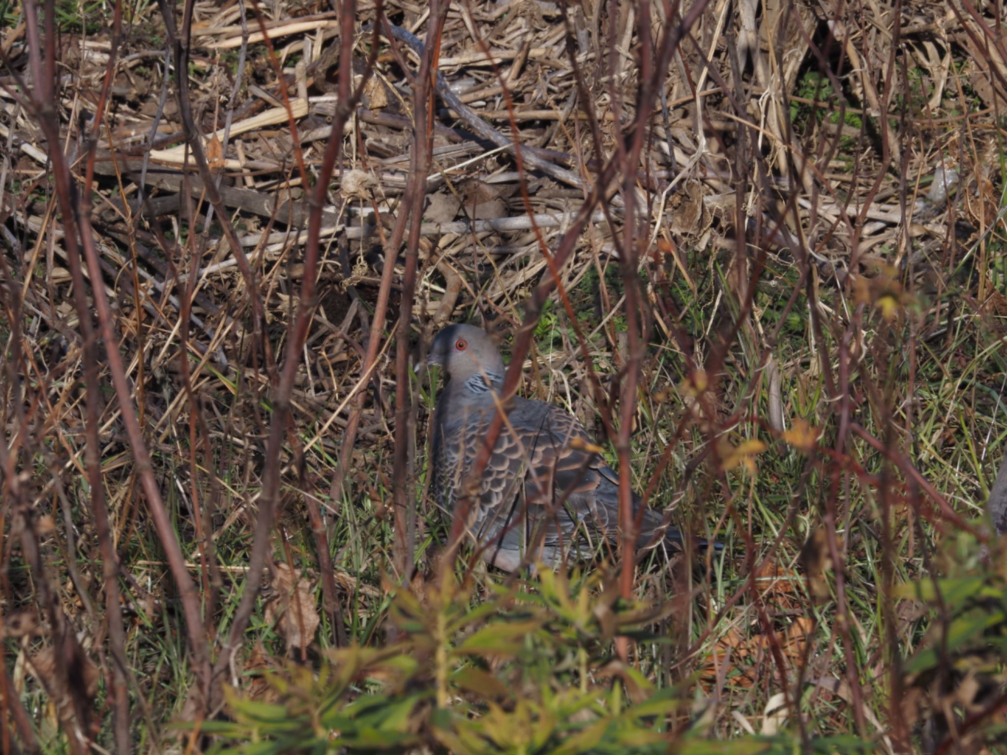 Oriental Turtle Dove