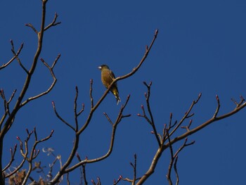 Grey-capped Greenfinch 境川遊水地公園 Sun, 1/9/2022