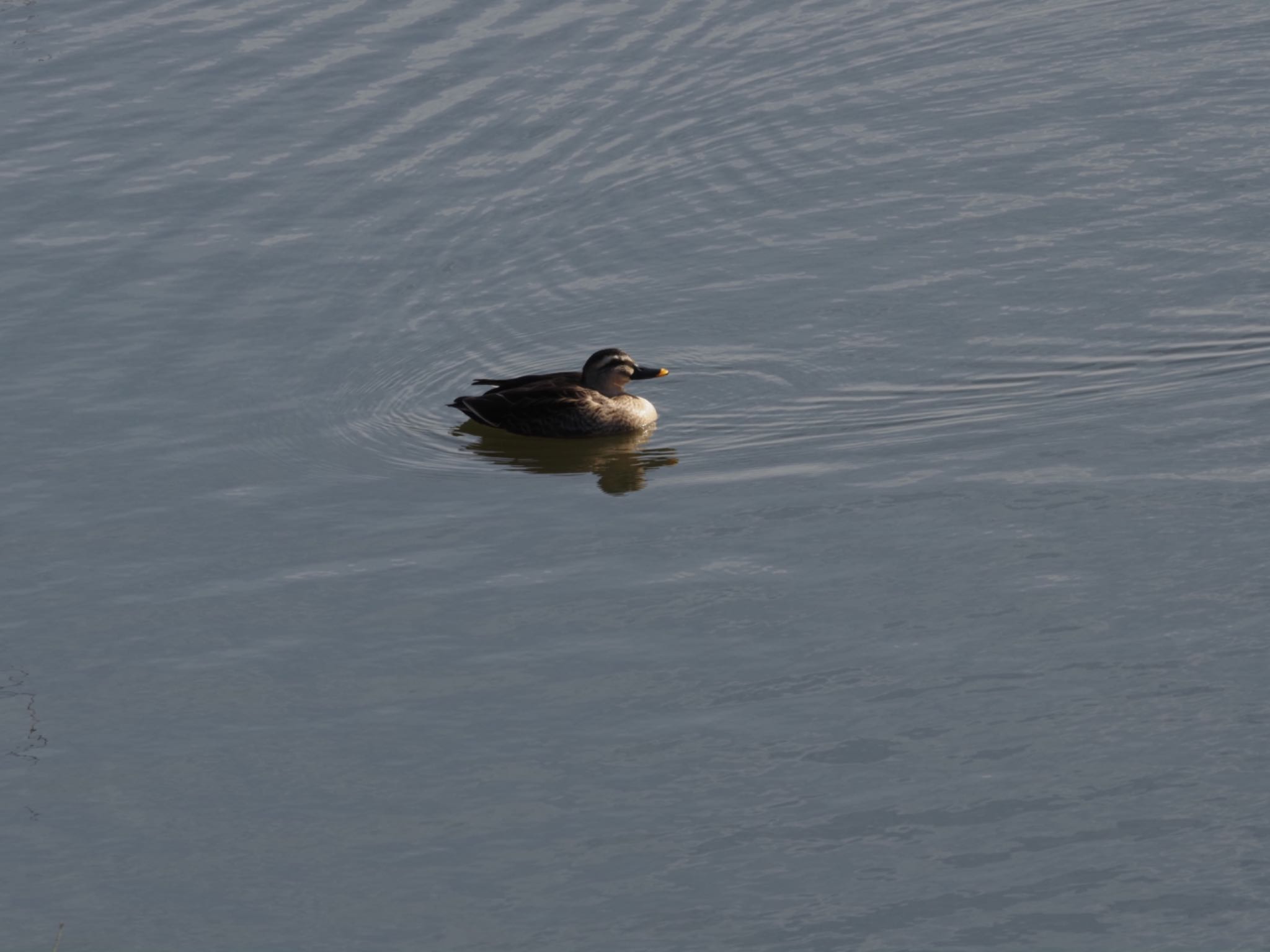 Eastern Spot-billed Duck