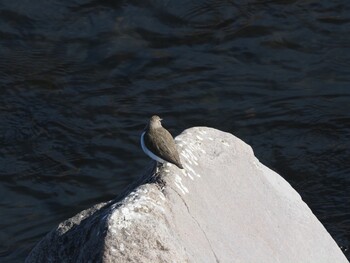 Common Sandpiper 境川遊水地公園 Sun, 1/9/2022