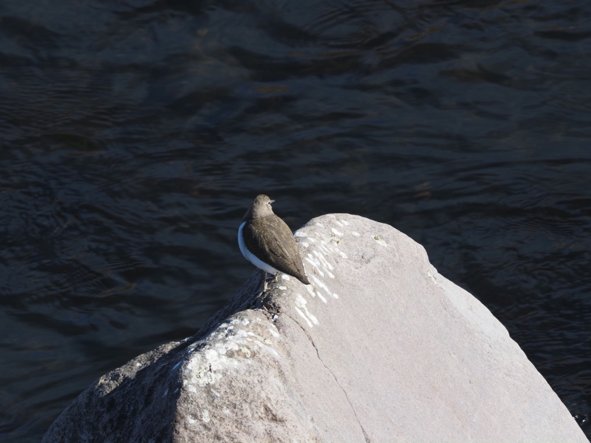 Common Sandpiper