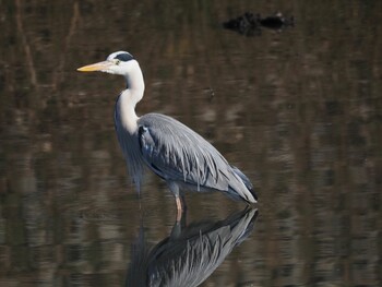 Grey Heron 境川遊水地公園 Sun, 1/9/2022