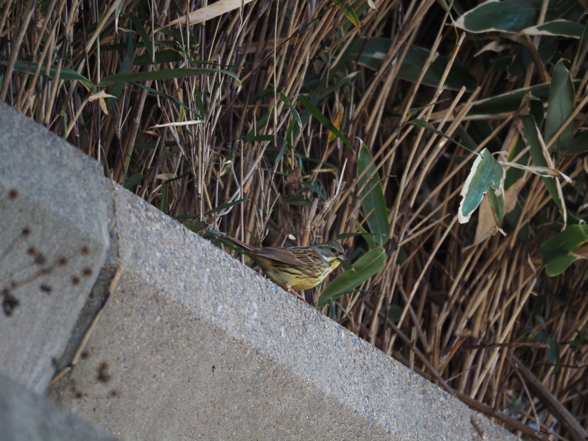 Masked Bunting