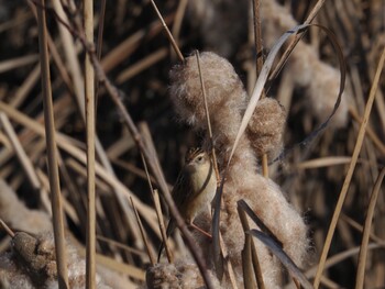 Zitting Cisticola 境川遊水地公園 Sun, 1/9/2022