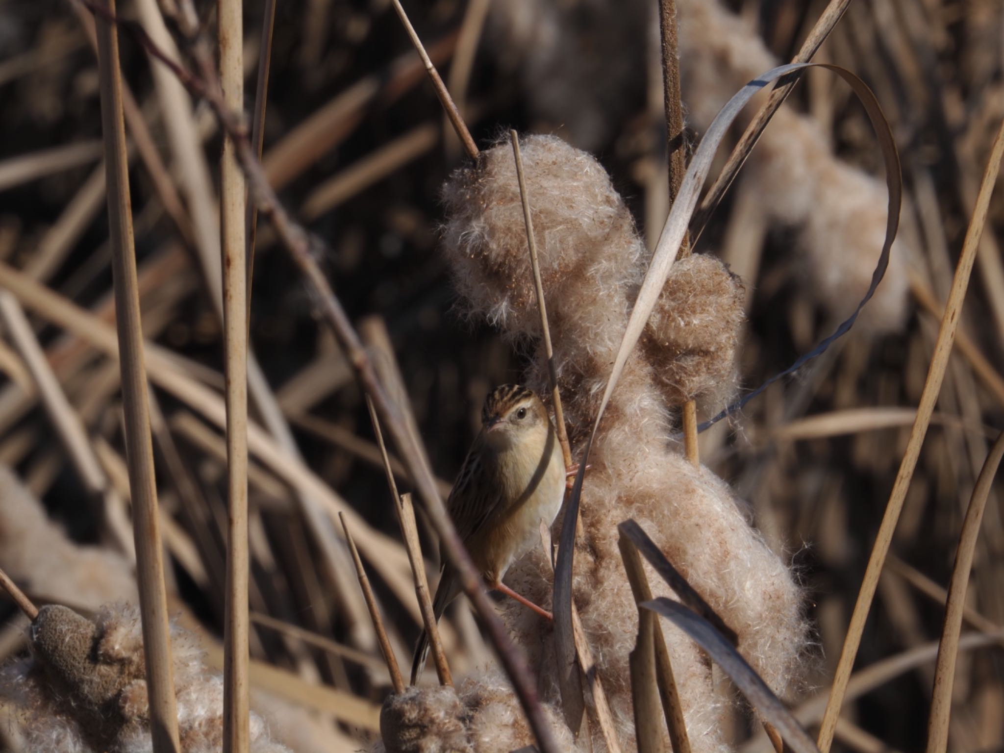 Zitting Cisticola