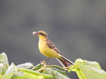 Eastern Yellow Wagtail 稚内 Fri, 7/21/2017