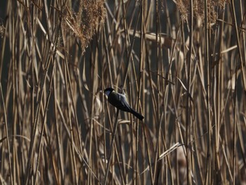 Unknown Species 境川遊水公園 Wed, 1/12/2022