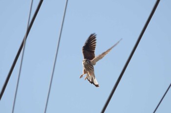 2022年1月9日(日) 板倉町の野鳥観察記録