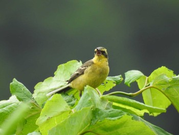 Eastern Yellow Wagtail 稚内 Fri, 7/21/2017