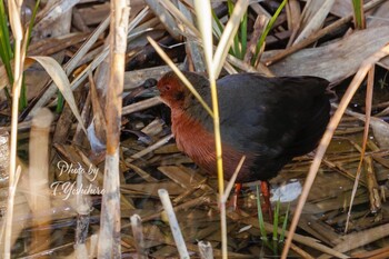 2022年1月10日(月) 北葛城郡の野鳥観察記録