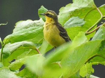 Eastern Yellow Wagtail 稚内 Fri, 7/21/2017