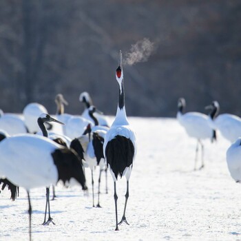 Red-crowned Crane Unknown Spots Unknown Date