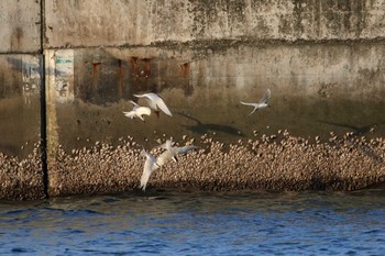 ベニアジサシ 沖縄県宮古島市 2017年6月12日(月)