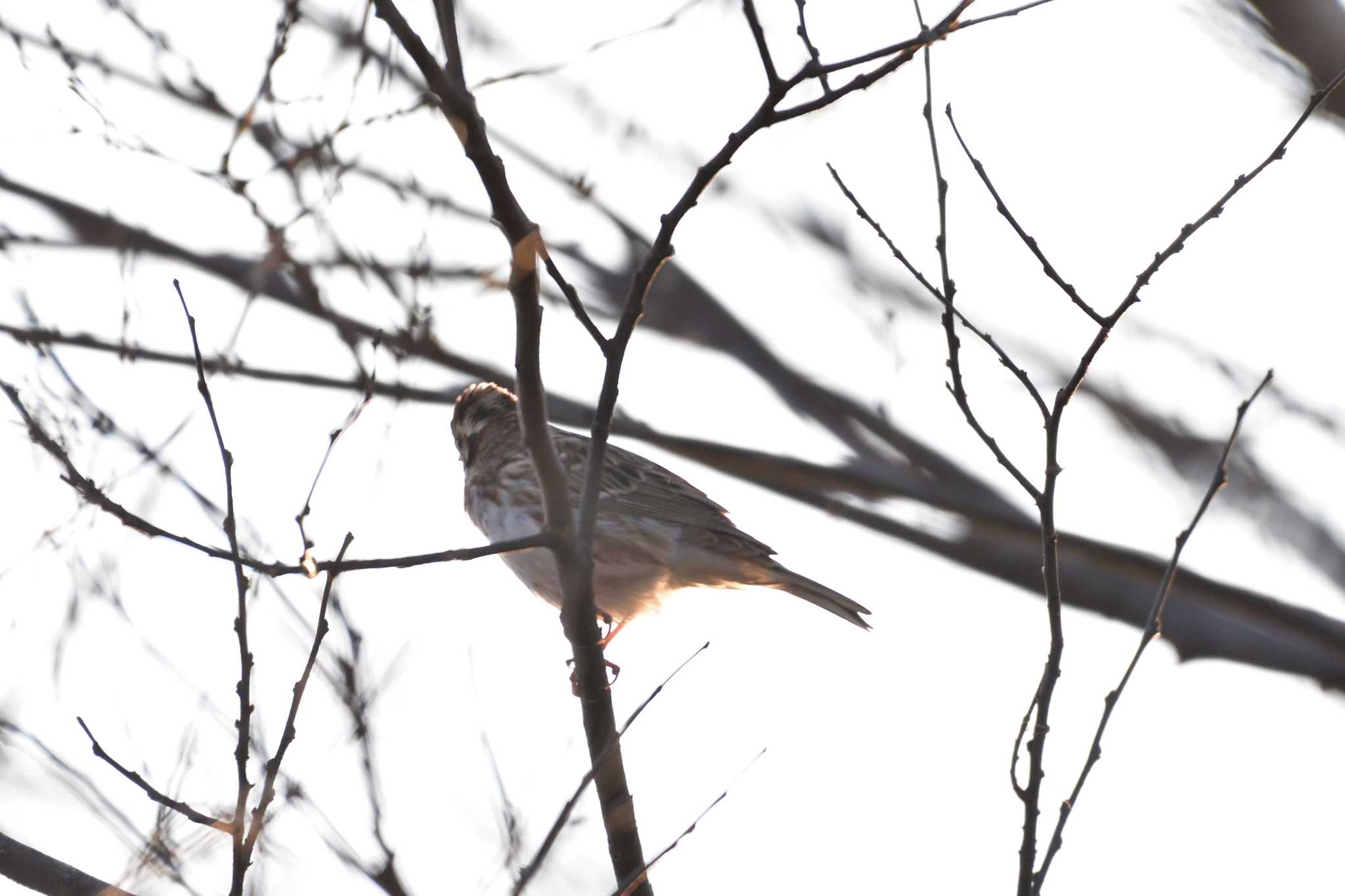 Rustic Bunting