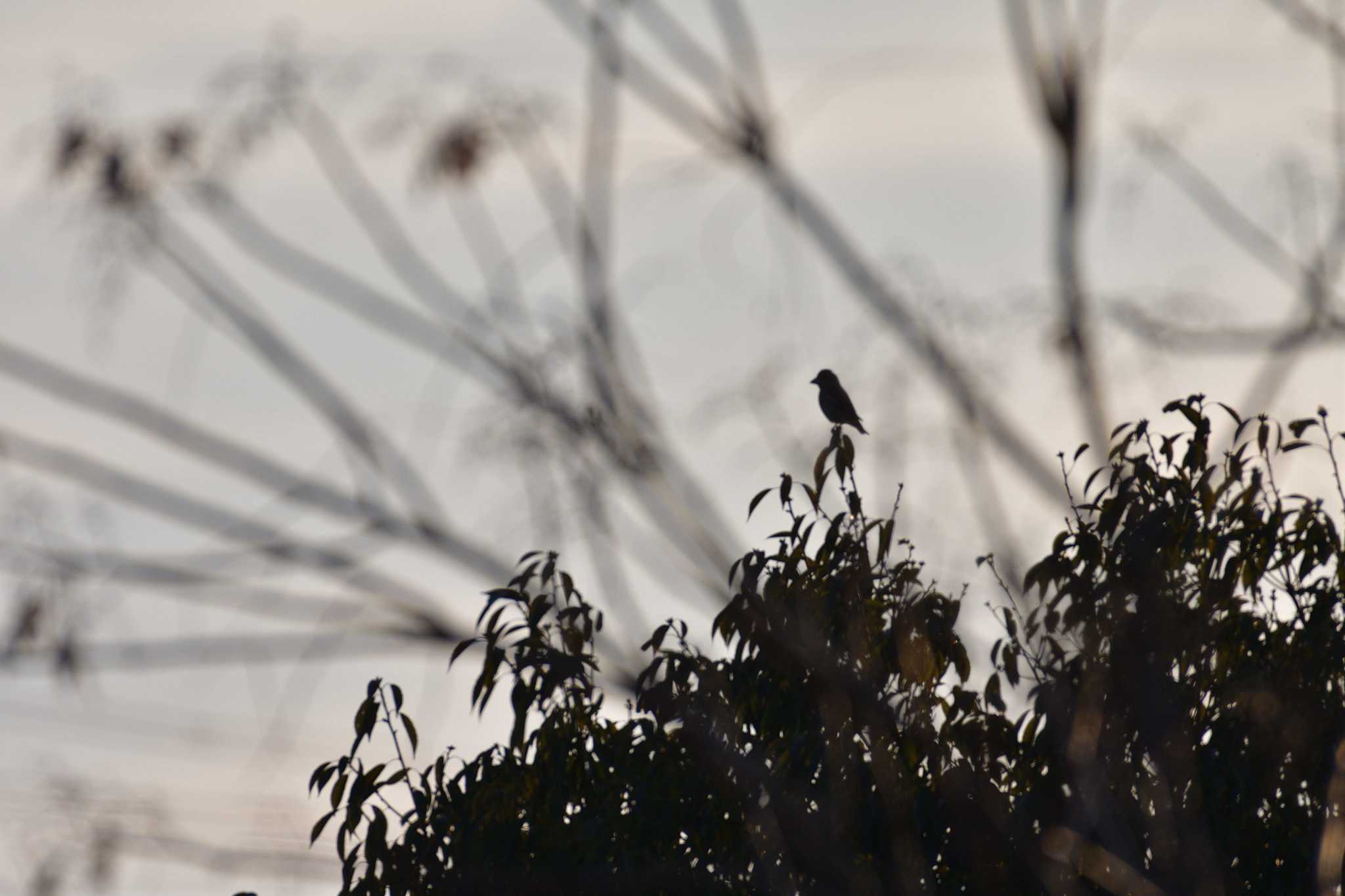 Hawfinch