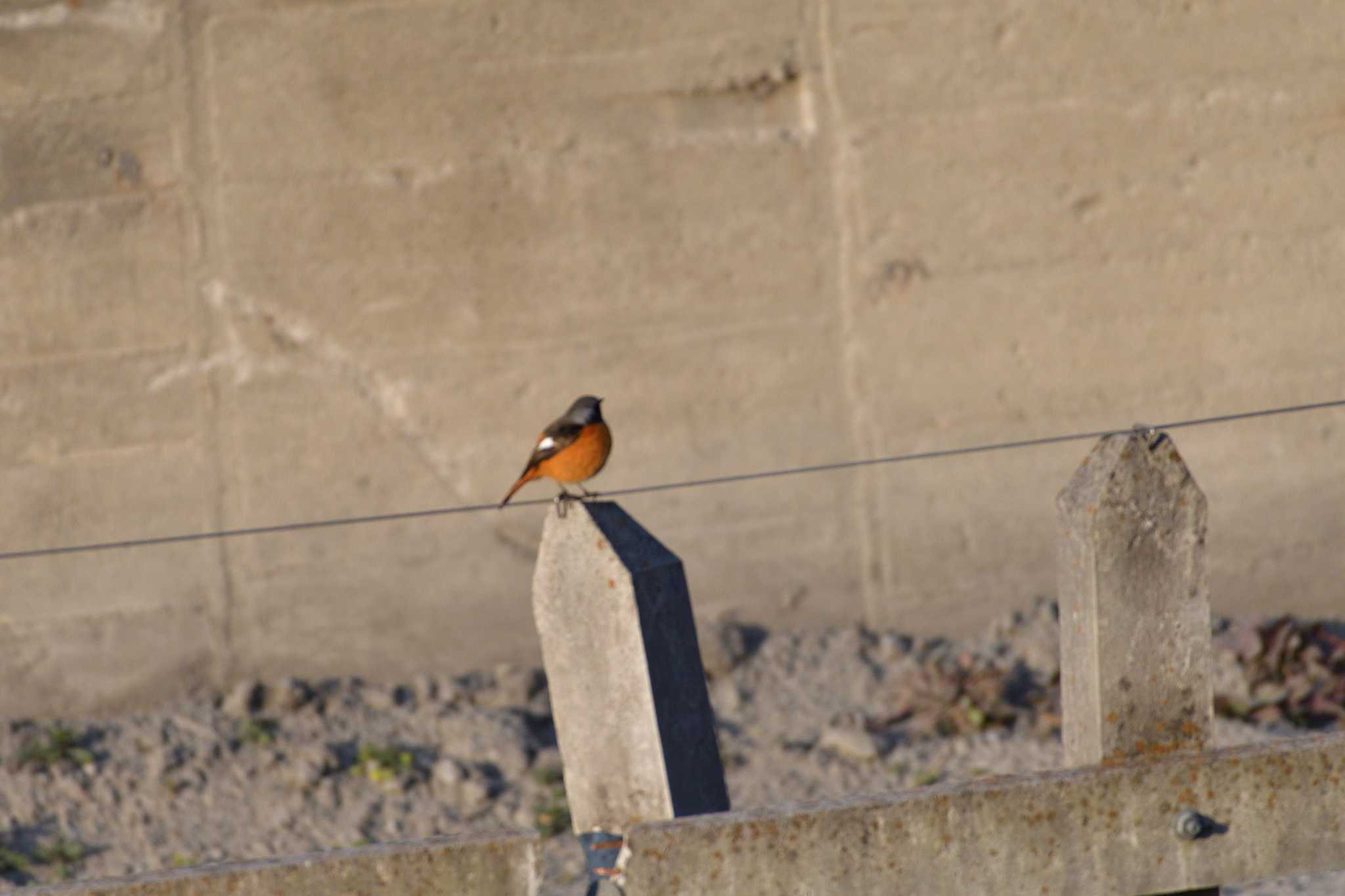 Daurian Redstart