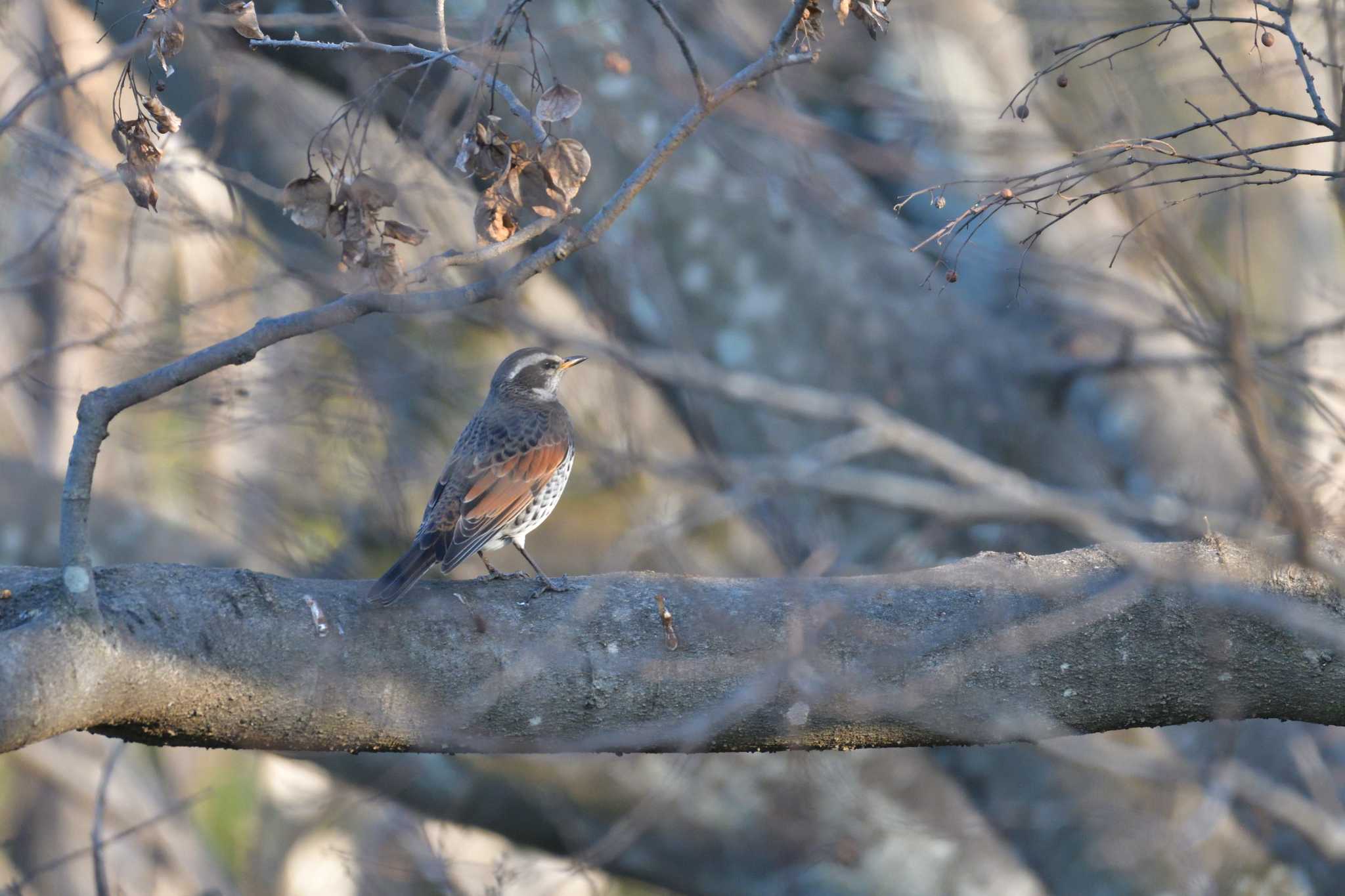 Dusky Thrush