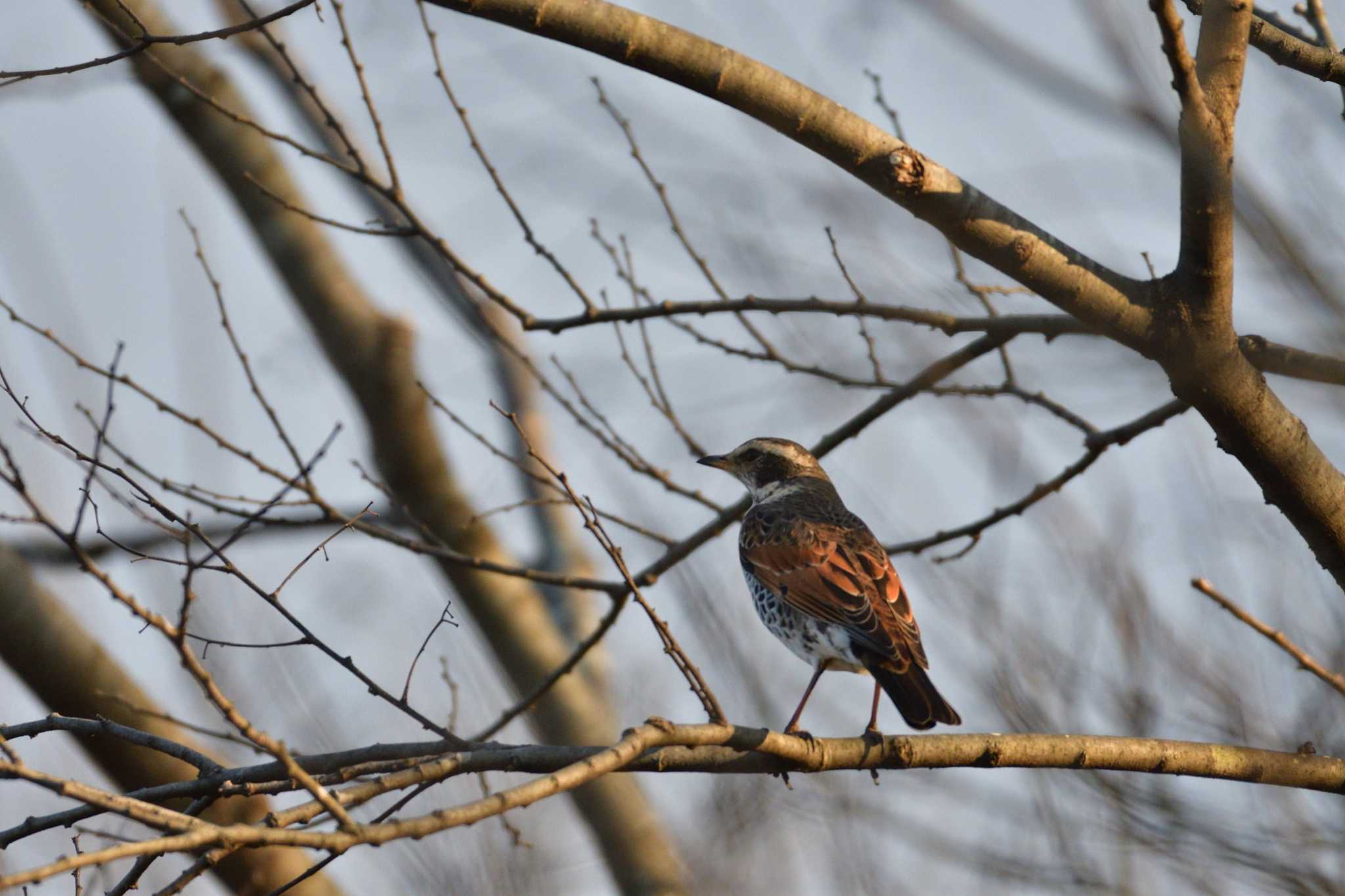 Dusky Thrush