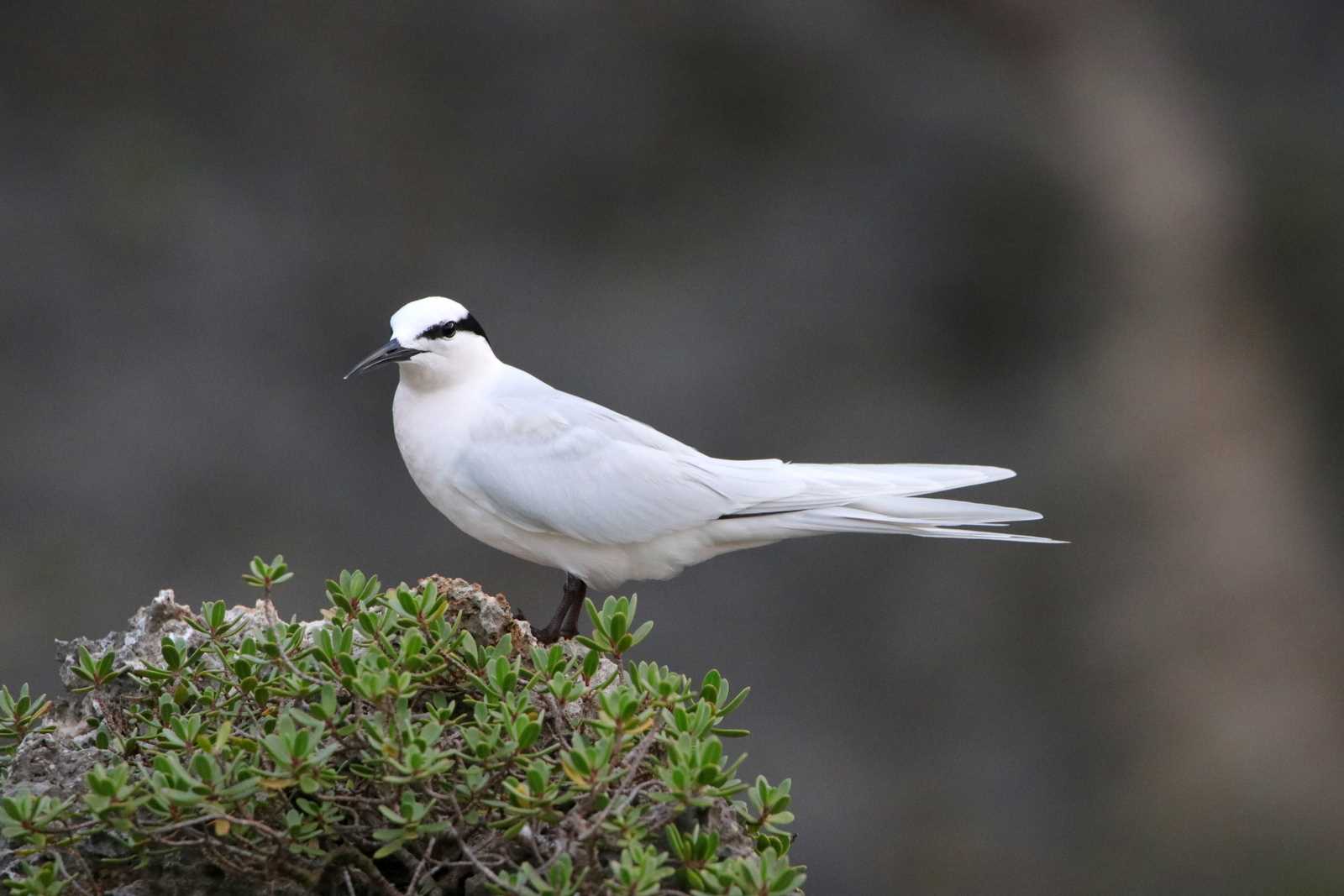 Photo of Black-naped Tern at 沖縄県宮古島市 by とみやん