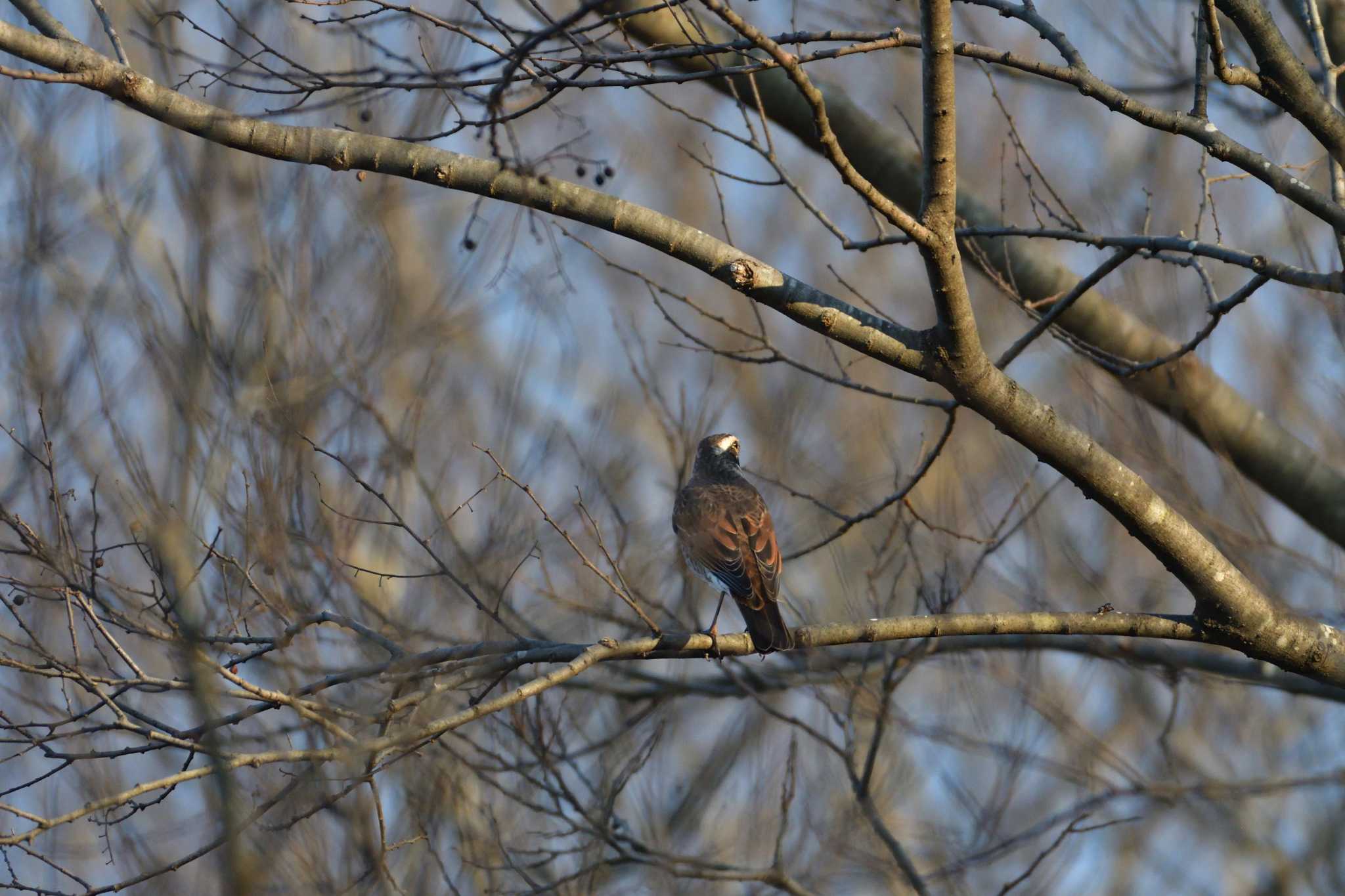 Dusky Thrush