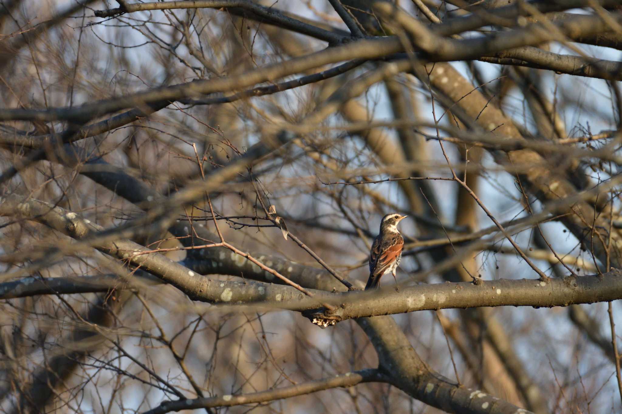 Dusky Thrush