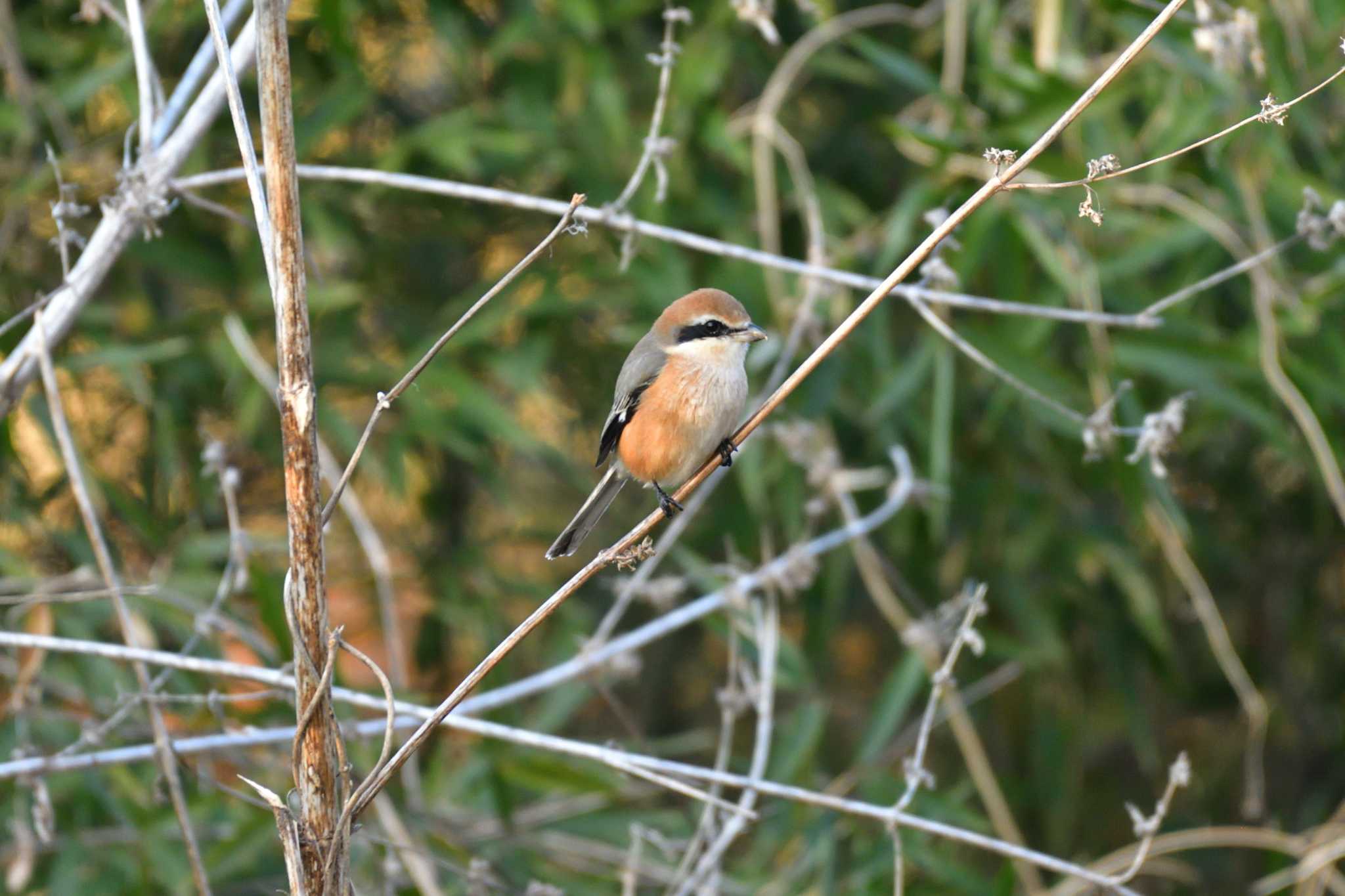 Bull-headed Shrike