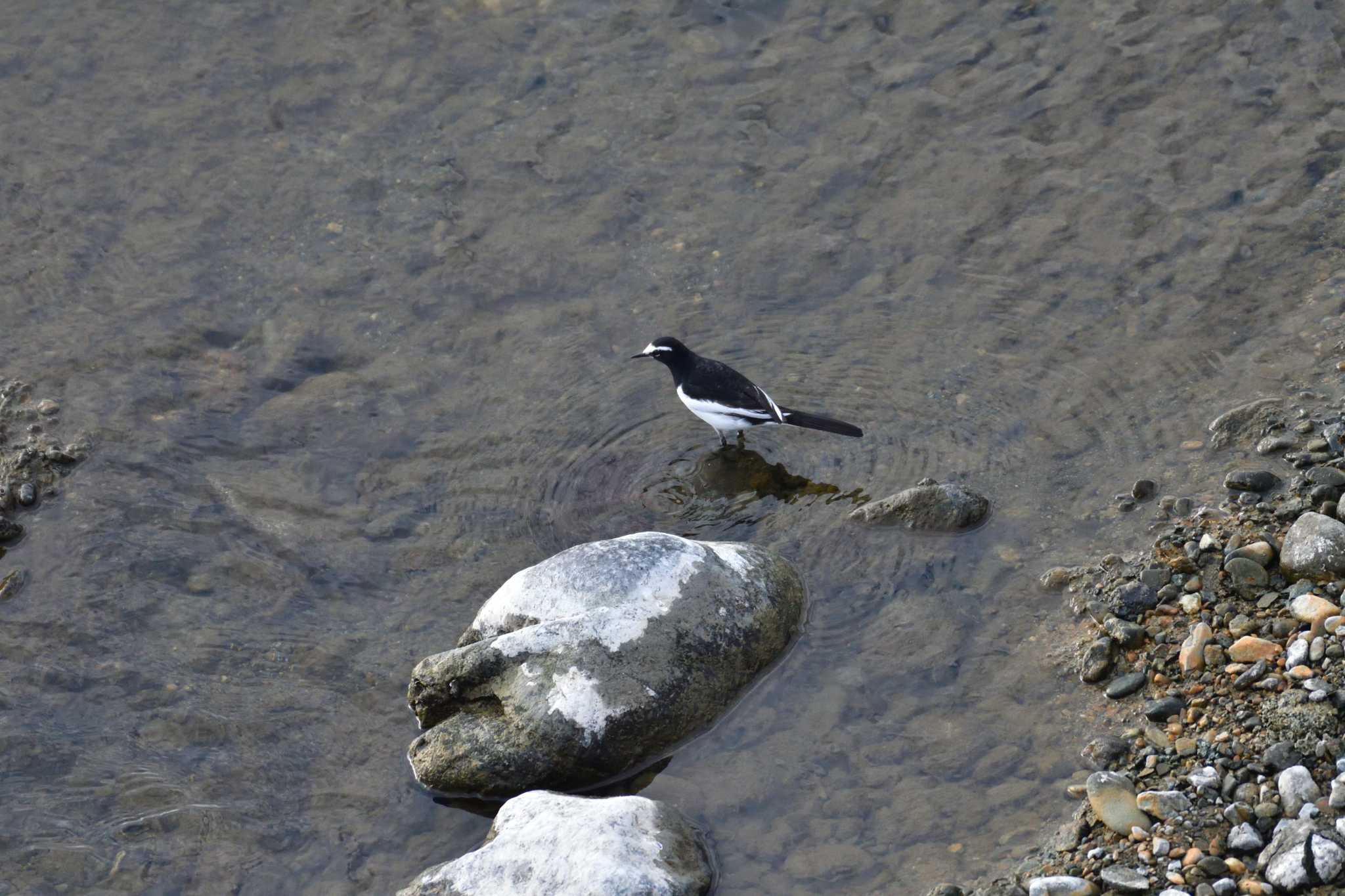 Japanese Wagtail