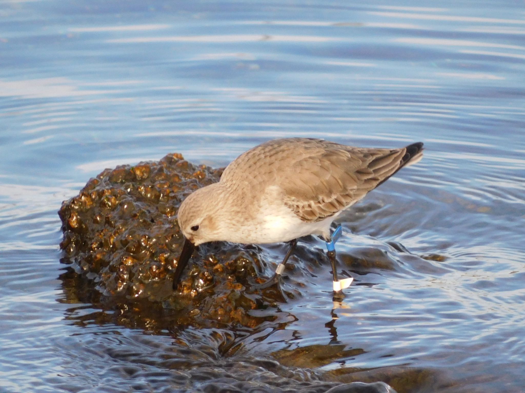 ふなばし三番瀬海浜公園 ハマシギの写真 by ucello