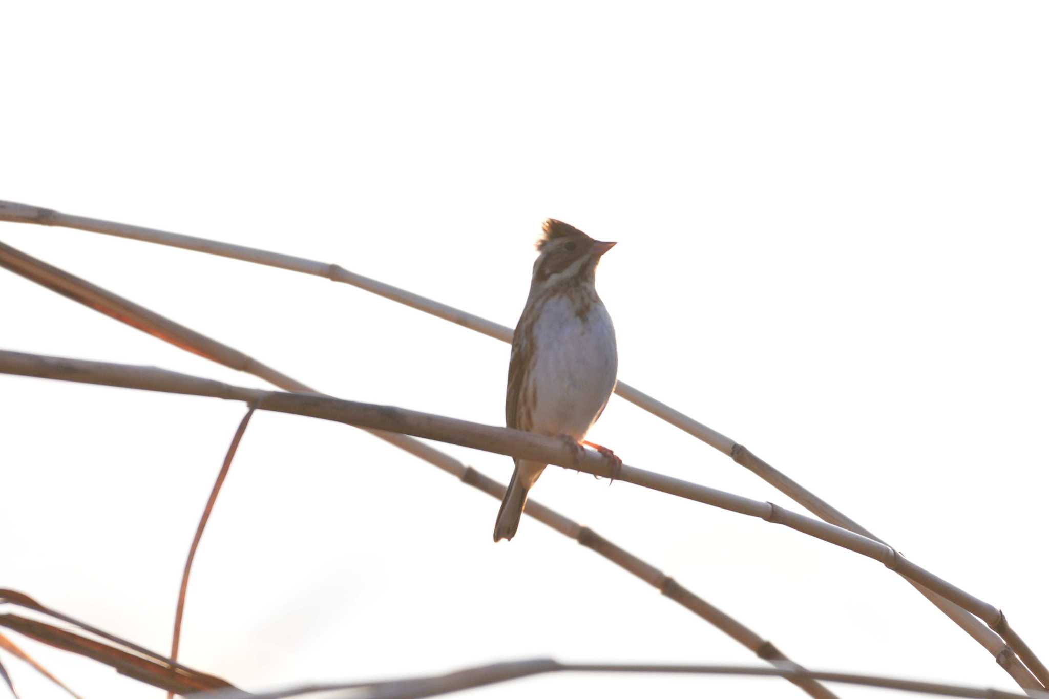 Rustic Bunting