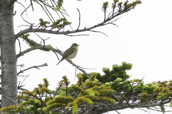 メボソムシクイ 御嶽山 2017年7月19日(水)