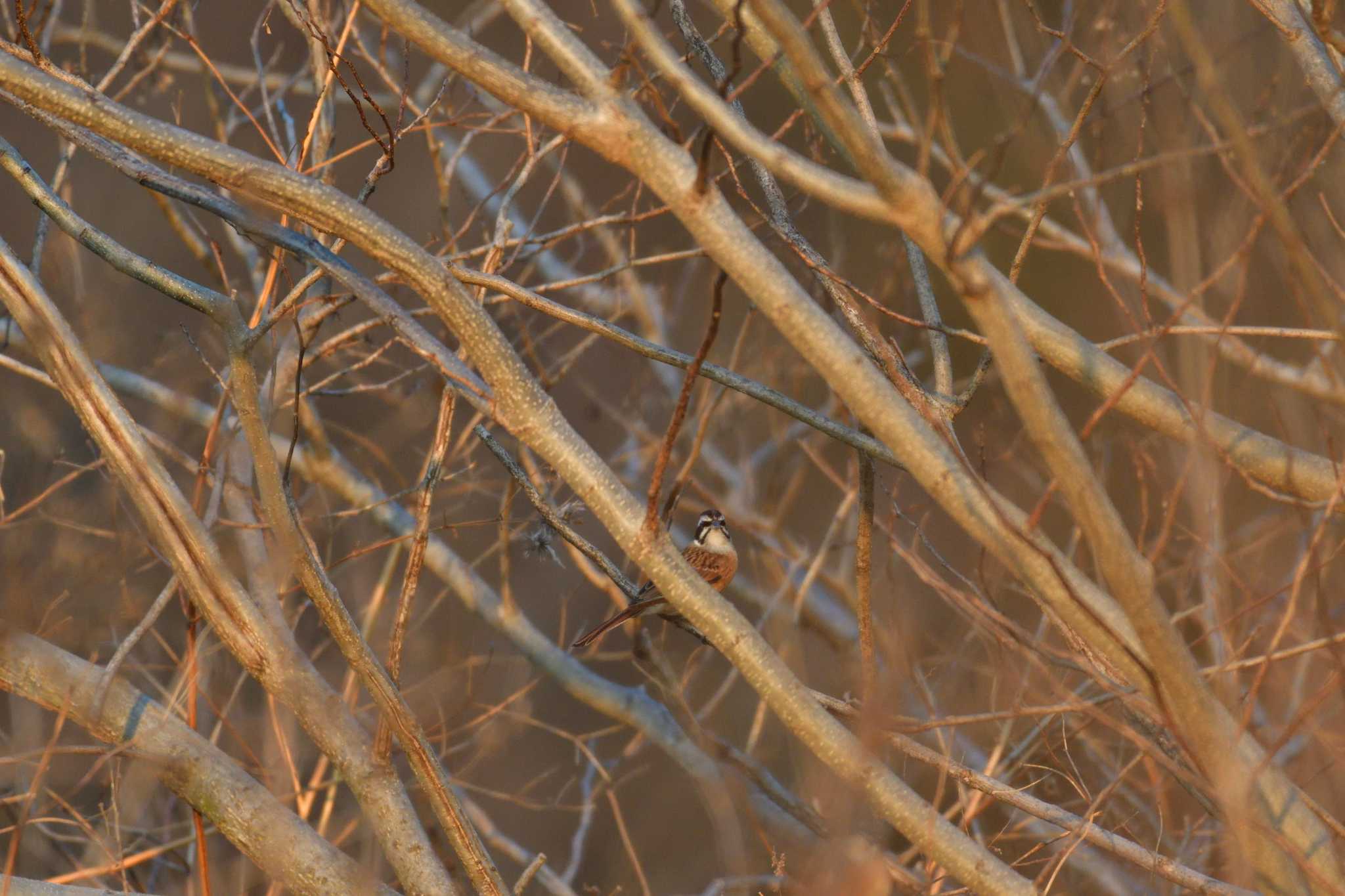 Meadow Bunting