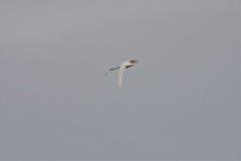 Mon, 1/10/2022 Birding report at Ooaso Wild Bird Forest Park