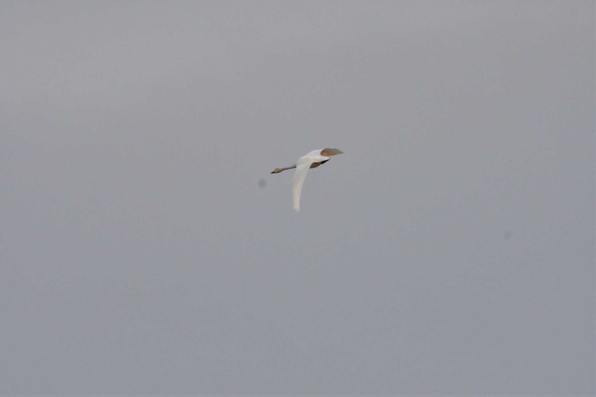 Tundra Swan