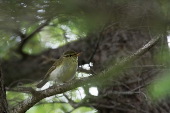 メボソムシクイ 御嶽山 2017年7月19日(水)