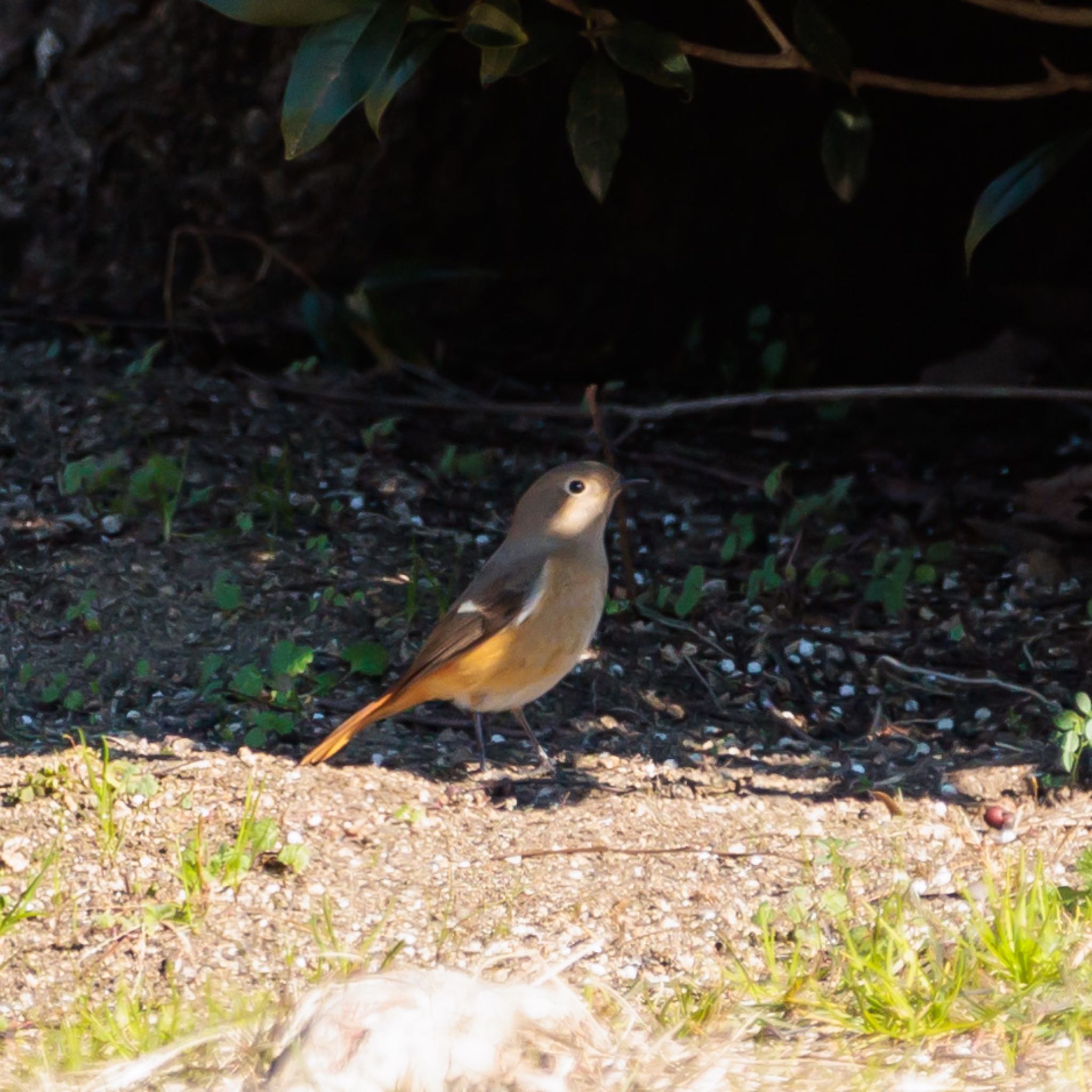 Photo of Daurian Redstart at 奈良県 by Sakamoto