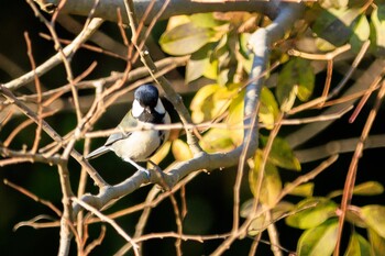 Japanese Tit 奈良県 Sat, 1/8/2022