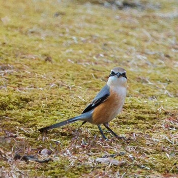 Bull-headed Shrike 奈良県 Sat, 1/8/2022