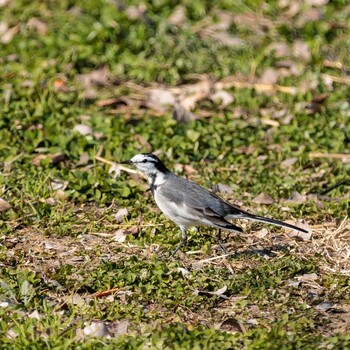 White Wagtail 奈良県 Sat, 1/8/2022